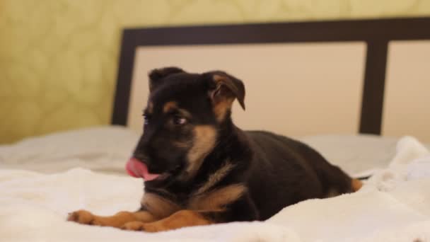 German Shepherd dog puppy  - Πλάνα, βίντεο