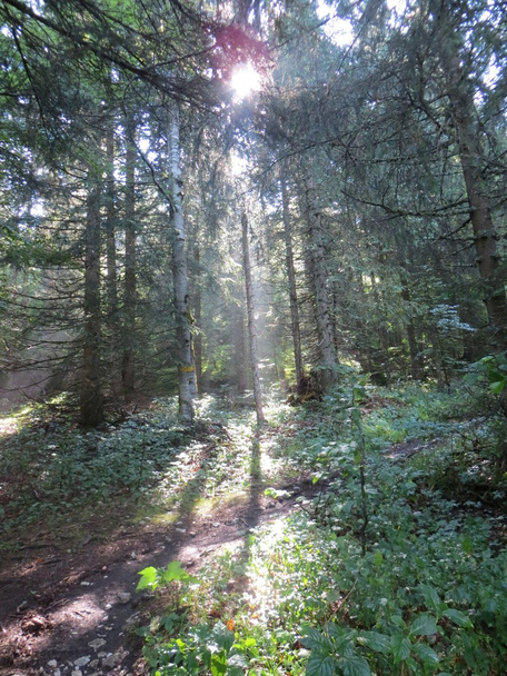 zonlicht in bos - Foto, afbeelding