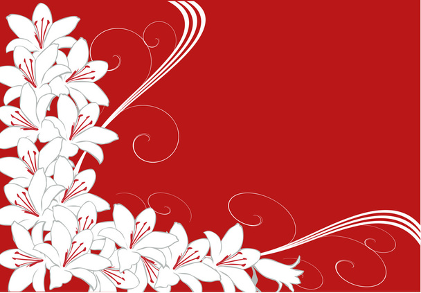 lirio blanco flores esquina en rojo
 - Vector, Imagen