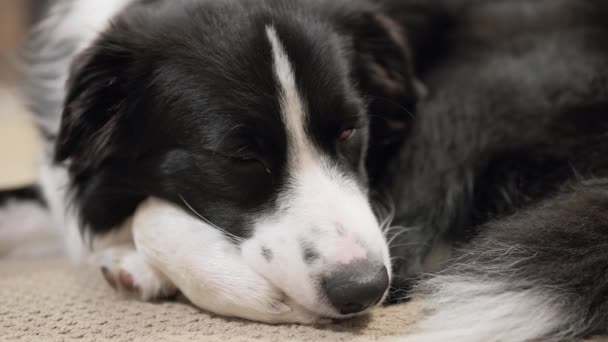 Okraj kolie štěně se snaží usnout na podlaze koberce - Záběry, video