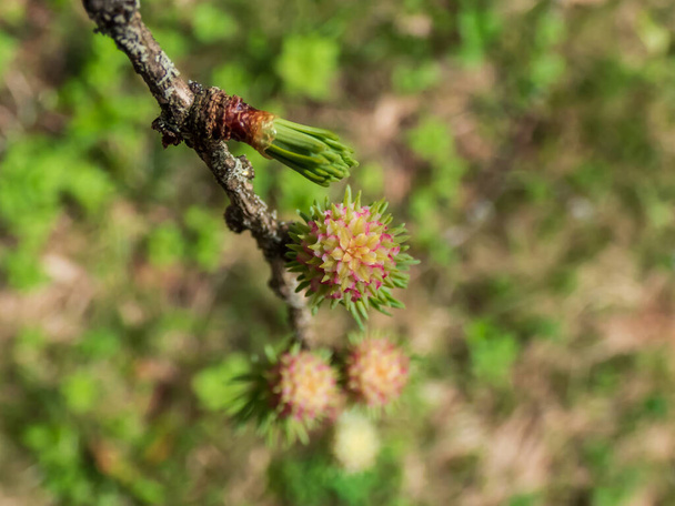 Close-up tiro dos cones femininos jovens cor-de-rosa do larício japonês (Larix kaempferi) aparecendo no início da primavera em ramos nus - Foto, Imagem