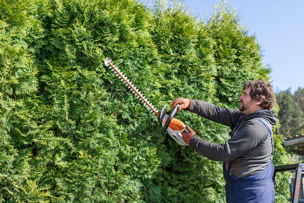 夏の間に過剰栽培されたトゥヤをトリミングするために電動ヘッジカッターを使用して均一な男性庭師。針葉樹の木は形に合うようにトリマーをヘッジします。夏の庭付け. - 写真・画像