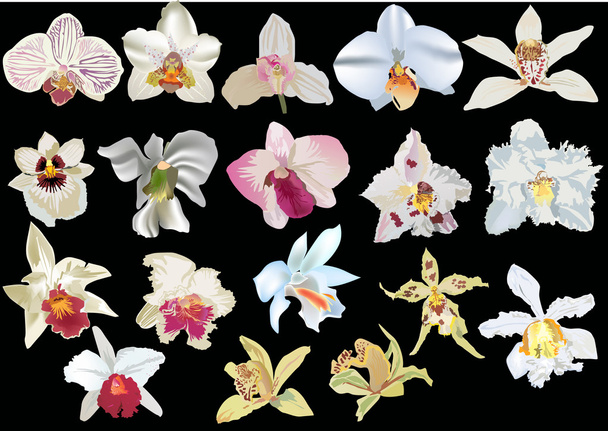 isolated on black light orchids collection - Vector, Image