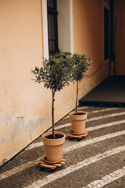Kaksi minipuuta keskellä katua lähellä rakennusta. Ruukut ulkona kasveja. Rooma, Italia - Valokuva, kuva