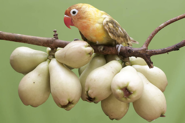 Ptaszek gołąb zjada młode różowe jabłka malajskie. Ten ptak, który jest używany jako symbol prawdziwej miłości ma naukowe imię Agapornis fischeri. - Zdjęcie, obraz