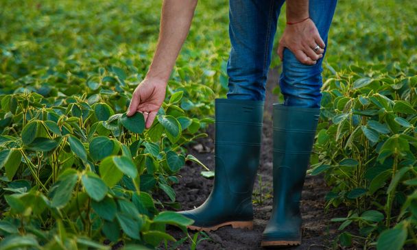 A soybean field grows in a male farmer field. Selective focus. nature. - Zdjęcie, obraz