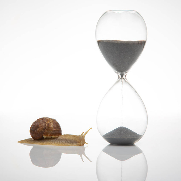 Snail and hourglass on a white background. Speed of time in a day - Photo, Image