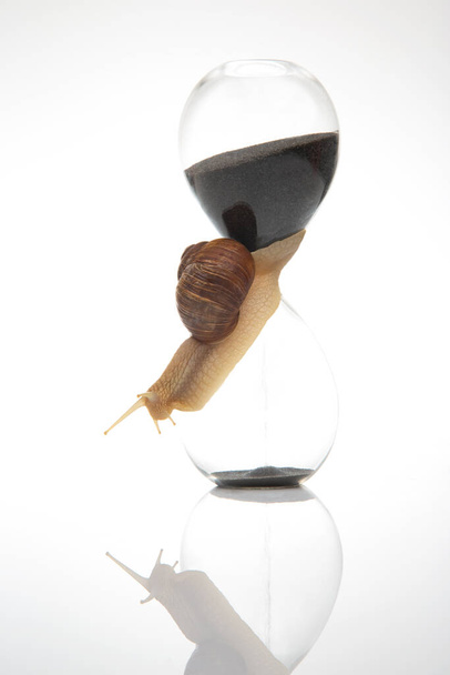 Snail and hourglass on a white background. Speed of time in a day - Photo, Image