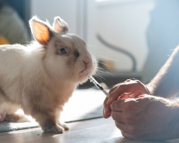 A man gives a rabbit medicine from a syringe. Bunny drinks from a syringe - Foto, Bild