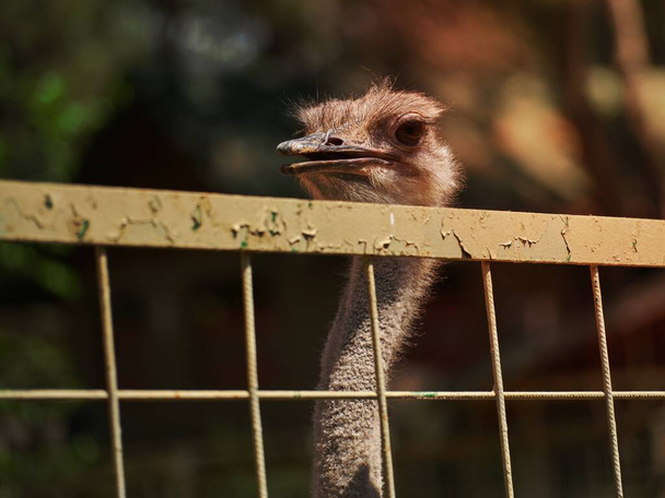 retrato de bela avestruz em uma fazenda - Foto, Imagem