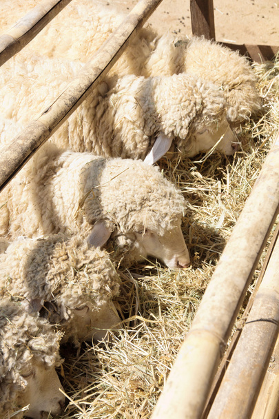 Sheep grazing in the farm - Foto, immagini
