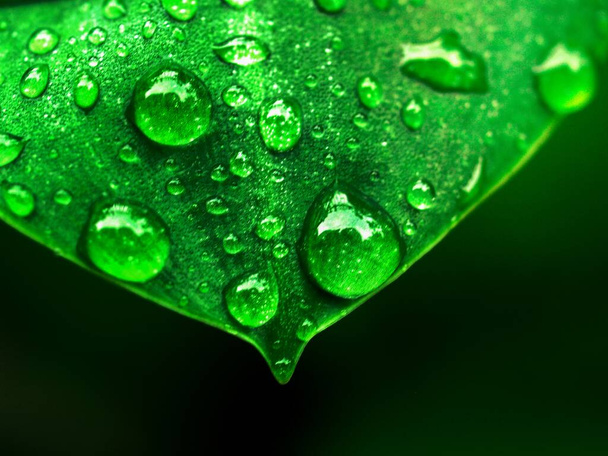 Water Drop On Leaf  - Foto, imagen