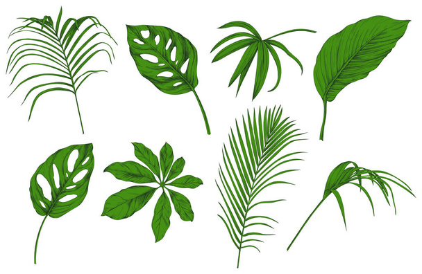  Leaves isolated on white. Tropical leaves. Hand drawn green illustration. - Вектор,изображение