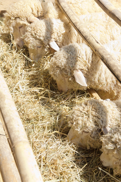 Sheep grazing in the farm - Фото, зображення
