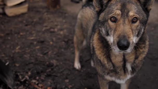A beautiful big dog turns and looks into the camera with a smart look. - Footage, Video