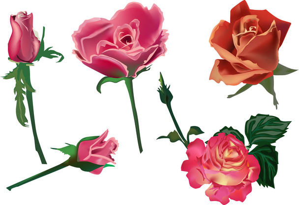 set of five rose flowers isolated on white - Vector, Image