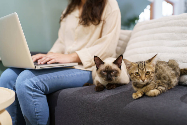 猫と一緒に家で働いてる女性。猫はノートパソコンのキーボードで寝てた。ノートパソコンで働くアシスタント猫. - 写真・画像