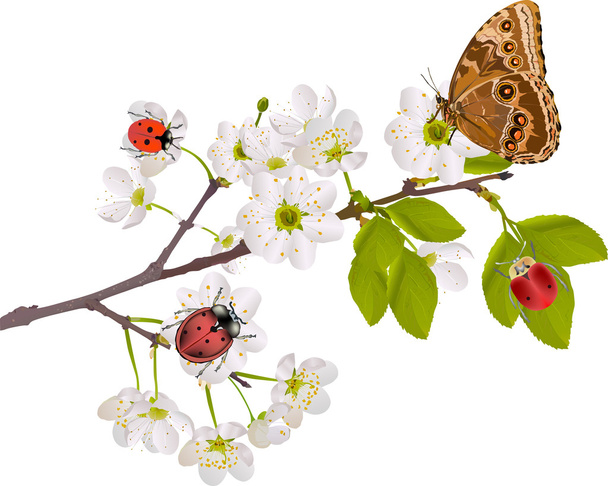 Kirschbaumblüten, Käfer und Schmetterling - Vektor, Bild