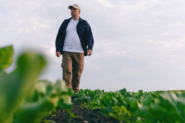A farmer in a field of sugar beets checks the crop and the presence of weeds. Agricultural concept at sunset and clouds. Measurements in field conditions. Sampling on a plot of land with plants. - Fotoğraf, Görsel