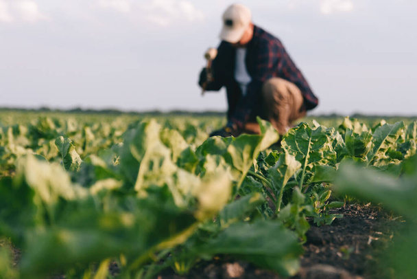 Ein Landwirt auf einem Zuckerrübenfeld kontrolliert die Ernte und das Vorhandensein von Unkraut. Landwirtschaftskonzept bei Sonnenuntergang und Wolken. Messungen unter Feldbedingungen. Probenahme auf einem Grundstück mit Pflanzen. - Foto, Bild
