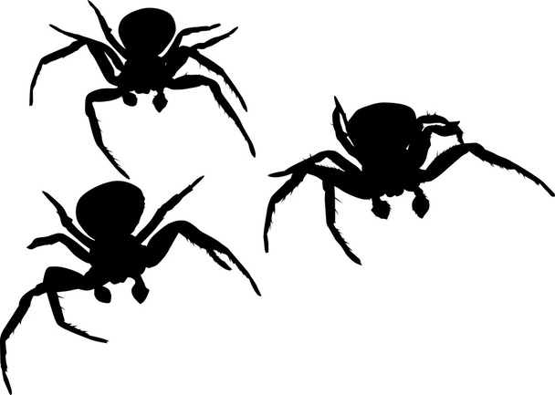 три силуети павука ілюстрація
 - Вектор, зображення