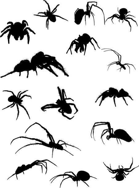 fifteen spider silhouettes - Vector, Image