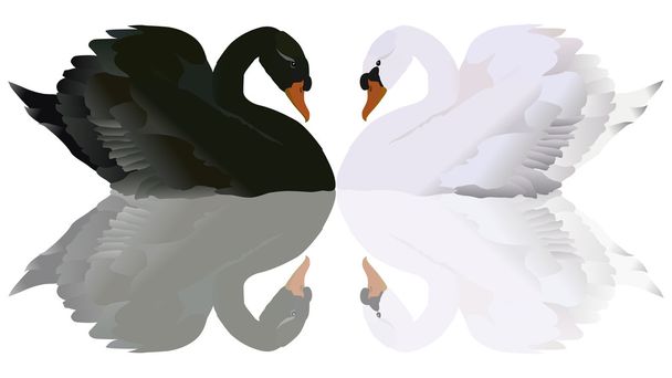 反射白と黒の白鳥 - ベクター画像
