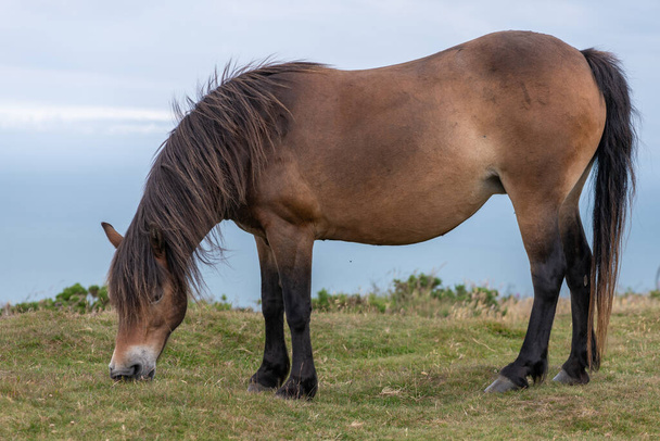 Portrait of a wild Exmoor pony grazing at the top of Countisbury Hill in Exmoor National Park - Photo, Image