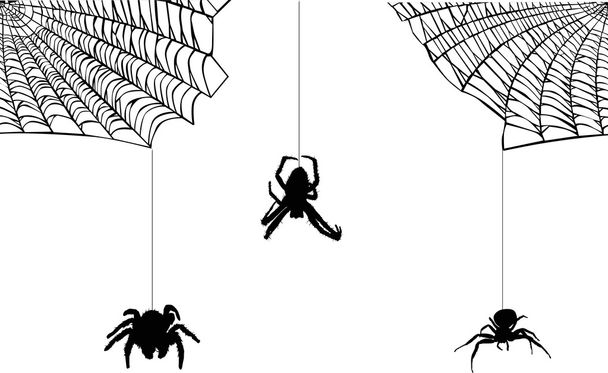 three spiders in web on white - Vector, Image