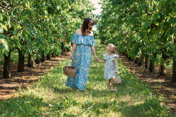 Mom and her daughter in the berry orchard harvesting red ripe cherries to the wicker basket. The joy of motherhood. Sunbeams on a green meadow. - Φωτογραφία, εικόνα