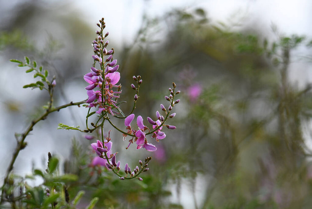 Sade laskee vaaleanpunaisia kukkia Australian natiivi Indigofera australis, perhe Fabaceae talviaamuna Sydney, New South Wales. Kotoperäinen metsään ja avoimeen metsään NSW, Qld, Vic, SA, WA, Tas - Valokuva, kuva