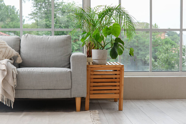 Κομψό γκρι καναπέ, τραπέζι και φυτά κοντά στο παράθυρο στο σαλόνι - Φωτογραφία, εικόνα