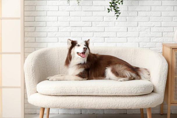 Милая Хаски собака лежит на диване в гостиной - Фото, изображение