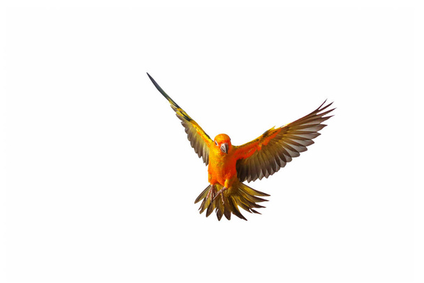 Красивий сонячний колір папуга літає ізольовано на білому тлі. - Фото, зображення