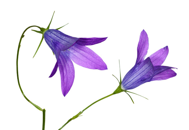 iki mavi çan çiçeği çiçek - Fotoğraf, Görsel
