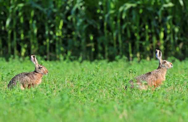 Two brown hares - Photo, Image
