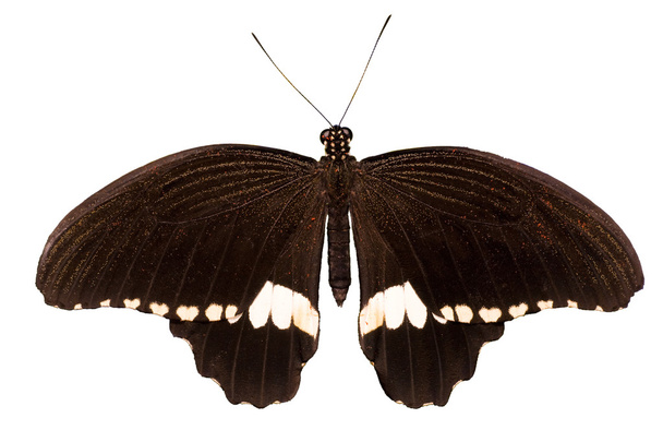 motyl na białym tle biały i czarny - Zdjęcie, obraz