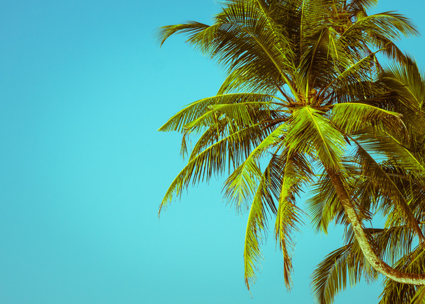 Kokosové palmy - Fotografie, Obrázek