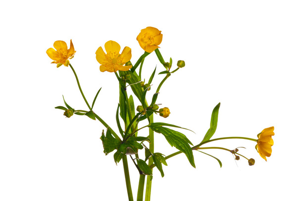 Yellow bright buttercup flowers on white - Photo, Image