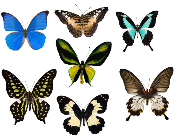 Siete mariposas tropicales
 - Foto, Imagen