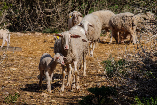 flock of sheep in a field, Formentera, Pitiusas Islands, Balearic Community, Spain - Photo, Image