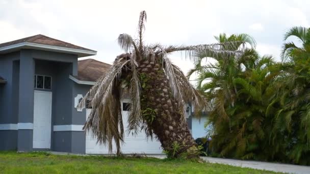 Martwa palma wykorzeniona po huraganie Ian na podwórku Florydy. - Materiał filmowy, wideo