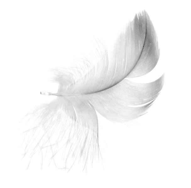 Grey fluffy feather isolated on white - Photo, Image
