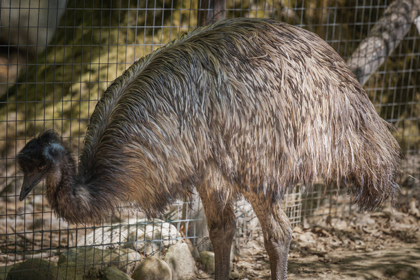 This photo shows an emu that lives in a wildlife park. The emu is a large flightless bird that is native to Australia. It is the tallest bird from Australia and the second tallest bird in the world, after its ratite relative, the ostrich. Its scienti - Фото, изображение
