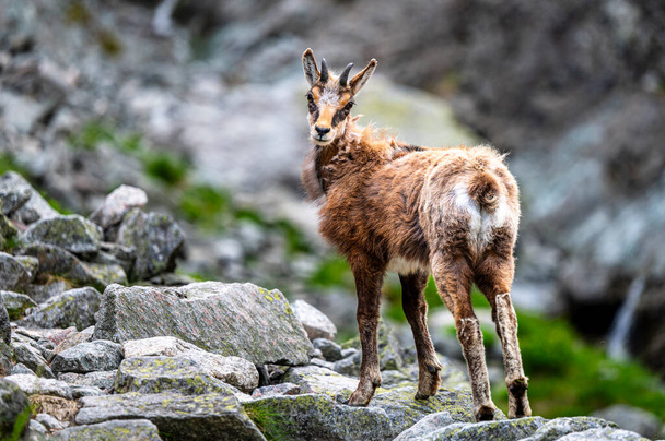 The Tatra Chamois, Rupicapra rupicapra tatrica. A chamois in its natural habitat during the transition from winter to summer fur. The Tatra Mountains, Slovakia. - Fotografie, Obrázek