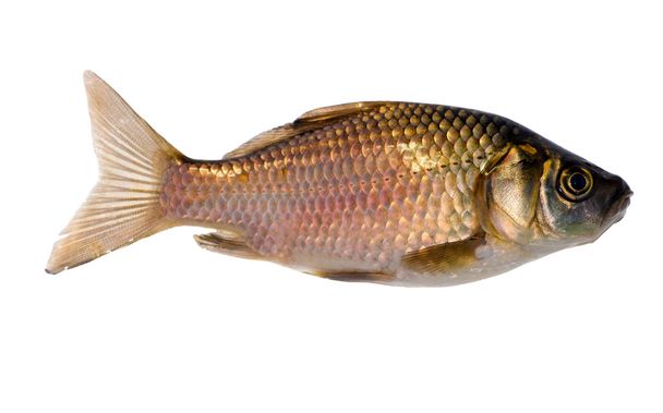 Beyaz altın balık izole - Fotoğraf, Görsel