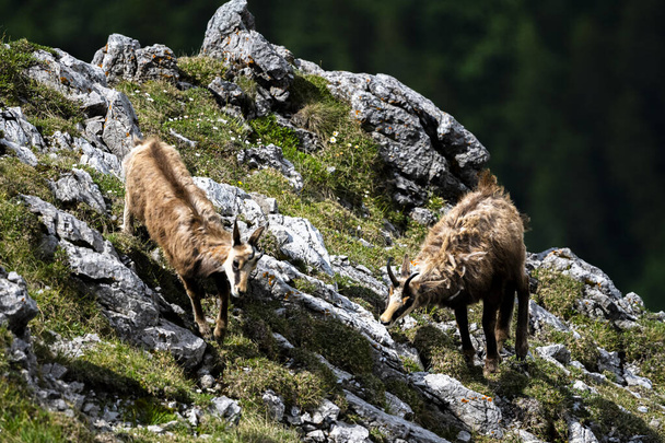 The Tatra Chamois, Rupicapra rupicapra tatrica. A chamois in its natural habitat during the transition from winter to summer fur. The Tatra Mountains, Slovakia. - Foto, Imagen