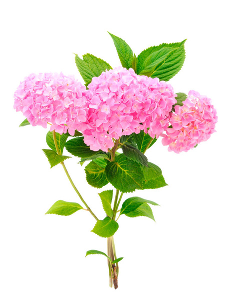 Beautiful bouquet of pink hydrangea isolated on a white background. - Фото, изображение