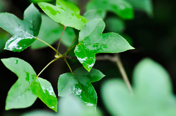 maple leaf, maple leaves or green leaf in rainy day or rain droplet on the leaf - Zdjęcie, obraz