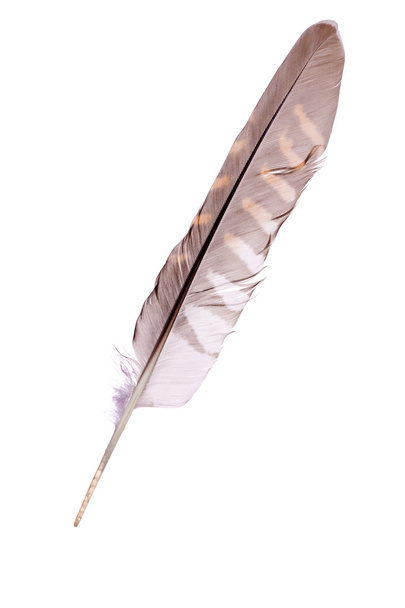 Cuco aislado en pluma blanca
 - Foto, Imagen